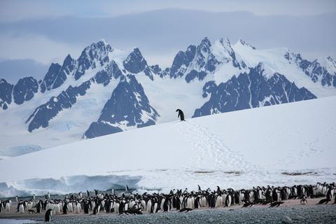 How Did You React to the "Nihilist Penguin"? Here is What I Saw